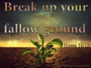 Hosea 10:12